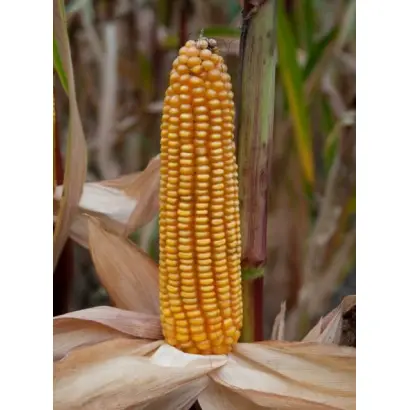 Гримальди / Grimaldi