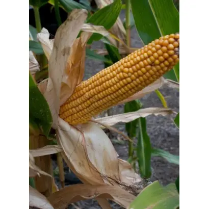 Пан 350 / Pan 350