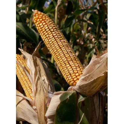 Пеларко / Pelarco