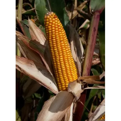 Правор / Pravor