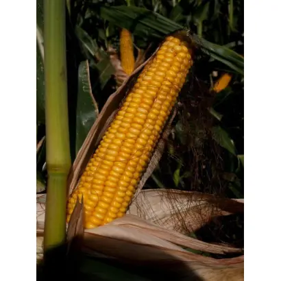 Тактик / Tactik