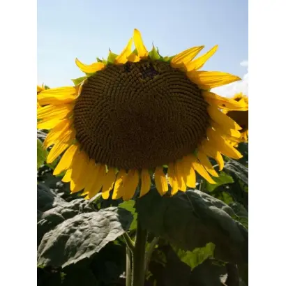 Пан 901 / Pan 901