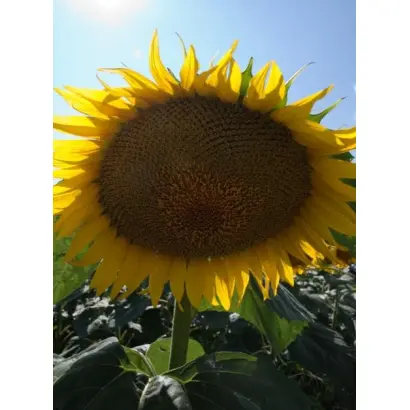 Дамия ЦС / Damia CS