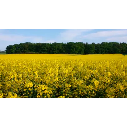 ТРУДИ F1 / TRUDIE F1