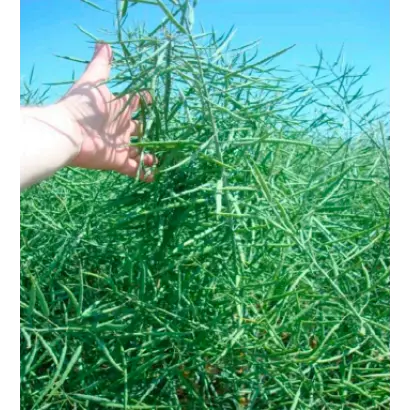 ГИКОЛОР F1 / HYCOLOR F1