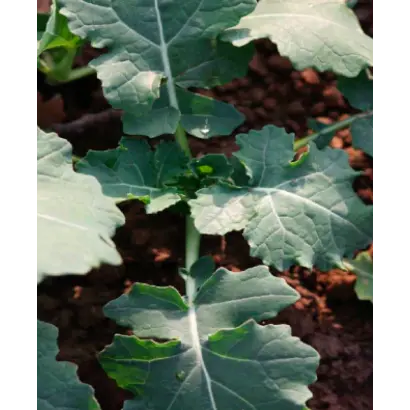 ГЕРДИ F1 / GERDIE F1