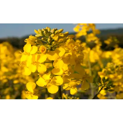 ВЕНДИ F1 / WENDIE F1