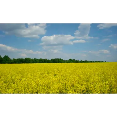 ХАРДИ F1 / HARDIE F1