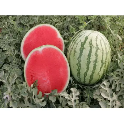 Бостон F1 / Boston F1