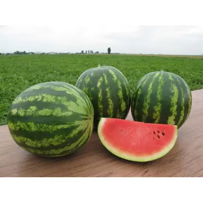 Трофи F1 / Trophy F1