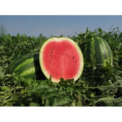 Монтана F1 / Montana F1