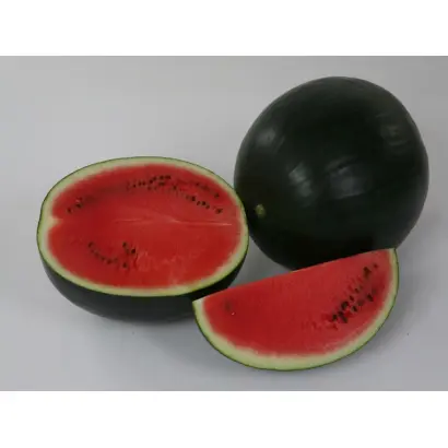 Ред Стар F1 / Red Star F1