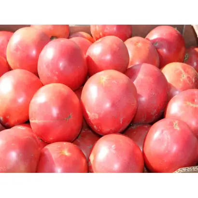 Тарпан F1 / Tarpan F1