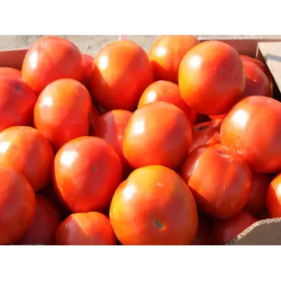 Шеди Леди F1 / Shady Lady F1