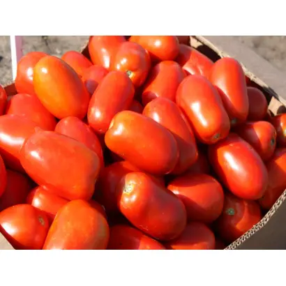 Классик F1 / Classic F1