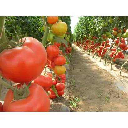 Аксиома F1 / Axiom F1