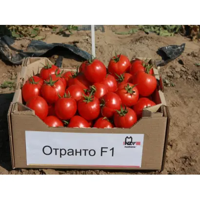 Отранто F1 / Otranto F1