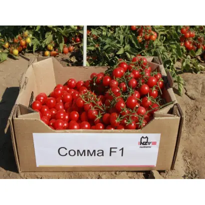 Сомма F1 / Somma F1