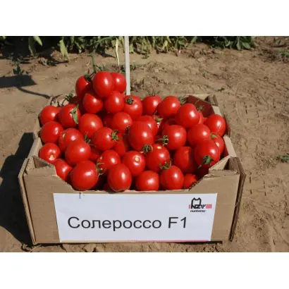 Солероссо F1 / Solerosso F1