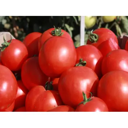 Скиф F1 / Skiff F1