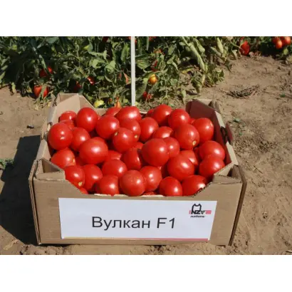 Вулкан F1 / Vulcan F1