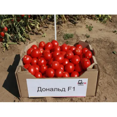 Дональд F1 / Donald F1