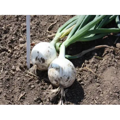 Комета F1 / Cometa F1