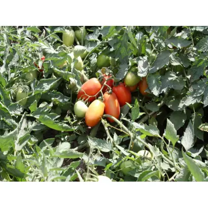 Инкас F1 / Incas F1