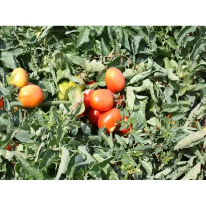 Фоккер F1 / Fokker F1