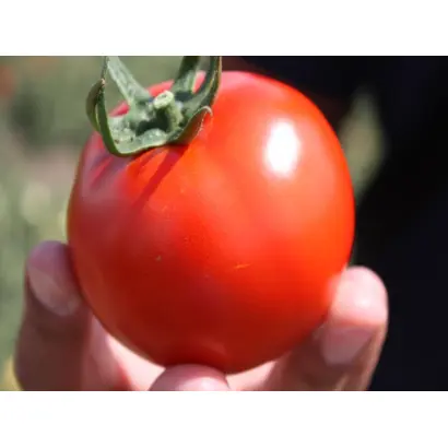 Платинум F1 / Platinium F1