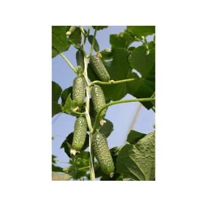 Беттина F1 / Bettina F1