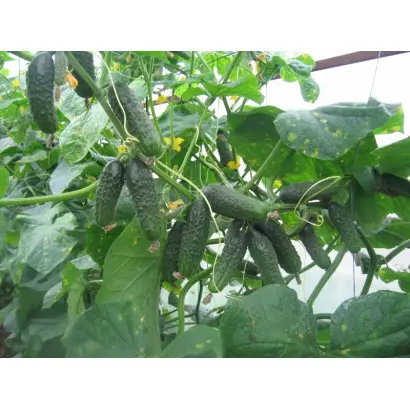 Афина F1 / Aphina F1