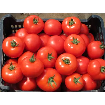 Аксай F1 / Aksay F1