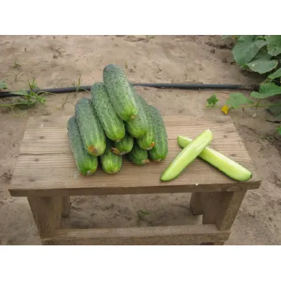 Аякс F1 / Ajax F1