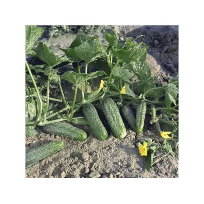 Криспина F1 / Crispina F1