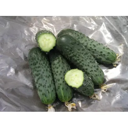 Сатина F1 / Satina F1