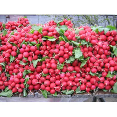 Дабел F1 / Dabel F1