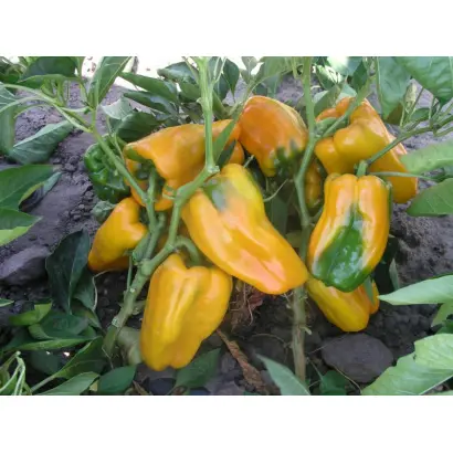 Джемини F1 / Gemini F1