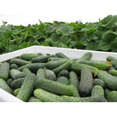 Спарта F1 / Sparta F1