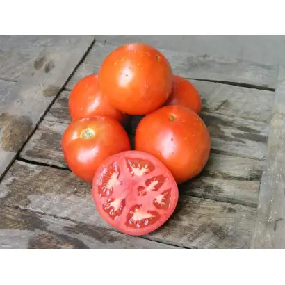 Ламантин F1 / Lamantin F1