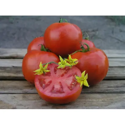 Орко F1 / Orco F1