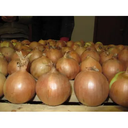 Универсо F1 / Universo F1