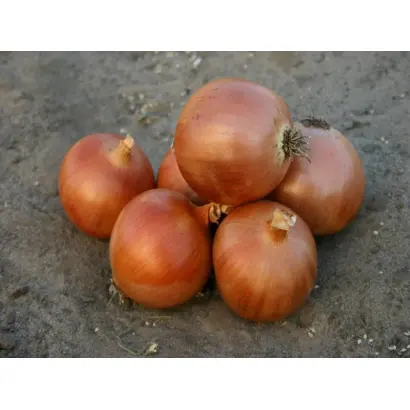 Пандеро F1 / Pandero F1