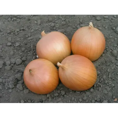 Сабросо F1 / Sabroso F1