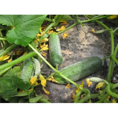 Гектор F1 / Hektor F1