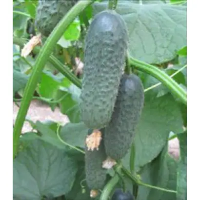 Акилина F1 / Akilina F1