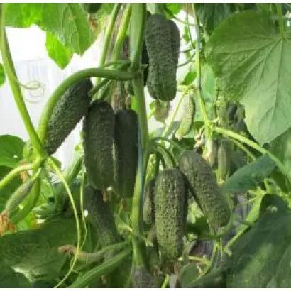 Сирин F1 / Sirin F1 (Немо F1 / Nemo F1)