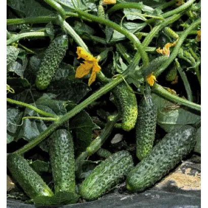 Вертина F1 / Vertina F1