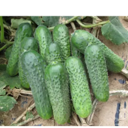 Платина F1 / Platina F1