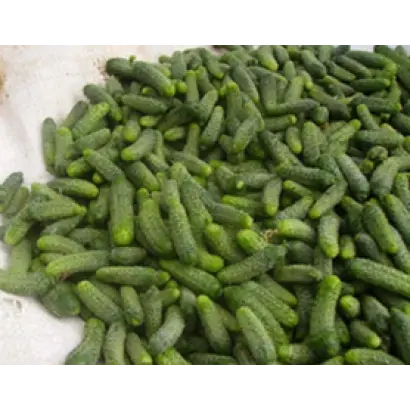 Джустина F1 / Justina F1